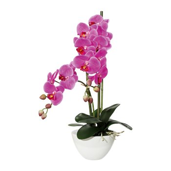 Phalaenopsis x12, 50cm lila, in Keramikschale 14,5x8,5cm weiß, Real Touch