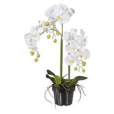 Phalaenopsis 62 cm, White, In