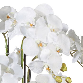 Phalaenopsis 90cm white, in plastic pot 20x15,5cm
