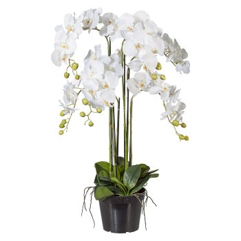 Phalaenopsis 90cm white, in plastic pot 20x15,5cm