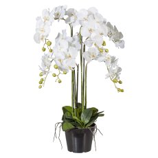 Phalaenopsis 90 cm White, In