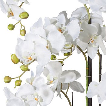 Phalaenopsis 110cm weiß, im einfachen Kunststofftopf 27,5 x 22cm