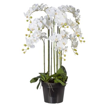 Phalaenopsis 110cm weiß, im einfachen Kunststofftopf 27,5 x 22cm