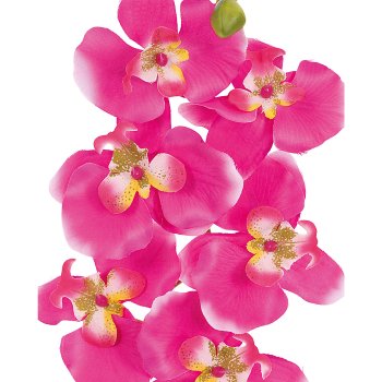 Orchid Phalaenopsis x2, 60cm, 9 flowers, pink