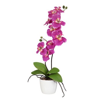 Orchid Phalaenopsis x2, 60cm, 9 flowers, pink, in ceramic pot 13cm