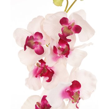 Orchid Phalaenopsis x2, 60cm, 9 flowers, white-lilac