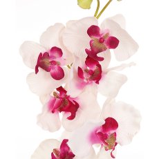 Orchid Phalaenopsis x2, 60cm, 9 flowers, white-lilac