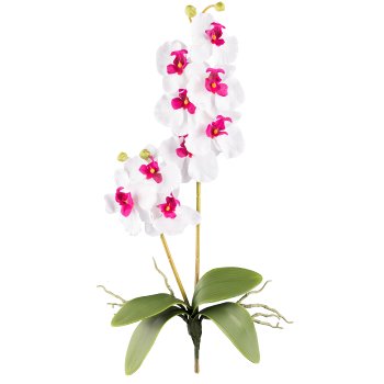 Orchid Phalaenopsis x2, 60cm, 9 flowers, white-lilac