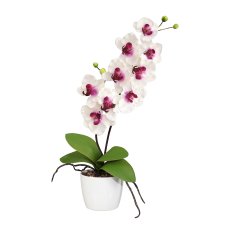 Orchid Phalaenopsis x2, 60cm, 9 flowers, white-purple, in ceramic pot 13cm