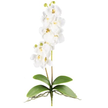 Orchid Phalaenopsis x2, 60cm, 9 flowers, cream