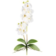 Orchid Phalaenopsis x2, 60cm, 9 Flowers, Cream