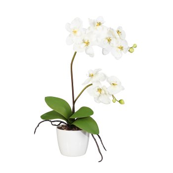 Orchidee Phal. x2, 60cm, creme, im weißen Keramiktopf 13cm