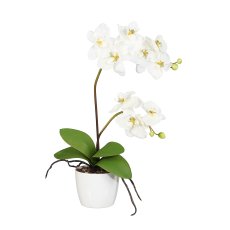 Orchid Phal. x2, 60cm, cream,