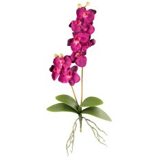 Orchid Phalaenopsis x2, 60cm, 9 Flowers, Purple