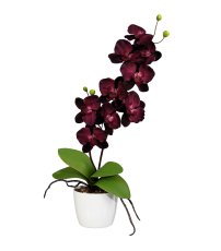 Orchid Phalaenopsis x2, 60cm, 9 flowers, purple, in ceramic pot 13cm