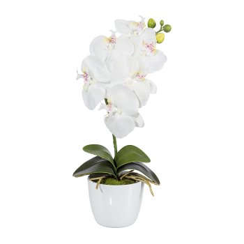 Phalaenopsis x6, ca 40cm, 4 Blätter, weiß