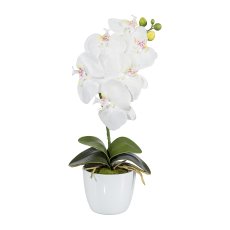 Phalaenopsis x6, ca 40cm, 4 Blätter, weiß