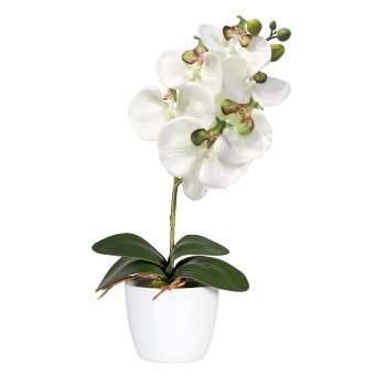 Phalaenopsis x6, ca 40cm, 4 Blätter, grüncreme