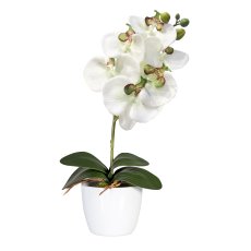 Phalaenopsis x6, ca 40cm, 4 Blätter, grüncreme