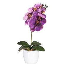 Phalaenopsis x6, ca 40cm, 4 Blätter, lila
