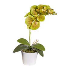 Phalaenopsis x7, ca 40cm, grün, 4 Blätter