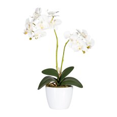 Phalaenopsis x2, ca 50cm, weiß, 4 Blätter