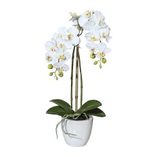 Mini-Phalaenopsis, ca. 43 cm