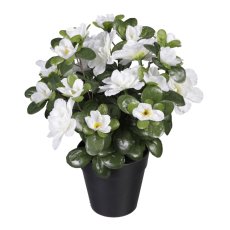 Azalee x 8, 24 Blüten, weiß, 26cm, im Kunststofftopf 10x9cm