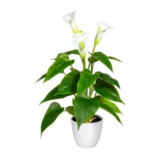 Calla x3, 18 leaves, ca. 44cm, white, in plastic pot 10x9cm white