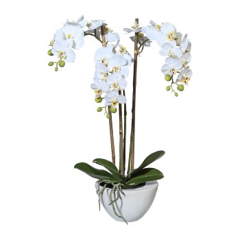 Mini-Phalaenopsis, ca. 51cm white, In ceramic bowl 14x8.5cm white, Real Touch