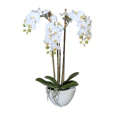 Mini-Phalaenopsis, ca. 51 cm