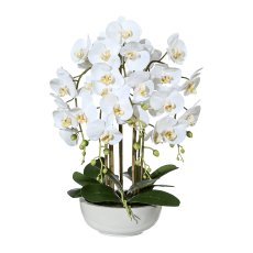 Phalaenopsis, ca. 66 cm White,