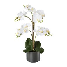 Phalaenopsis In Ceramic Pot, 38cm, White, Real Touch