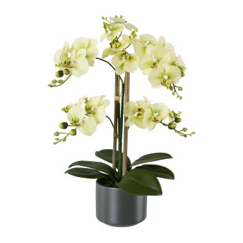 Phalaenopsis im Keramiktopf, 38cm, grün, Real Touch