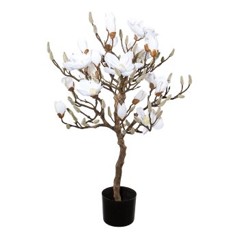 Magnolienbaum, 94cm, im einfachen Kunststofftopf