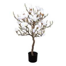 Magnolienbaum, 94 cm, im