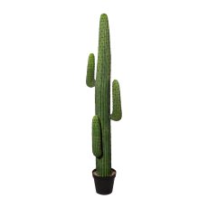 Mexican Cocactus Potted, 173