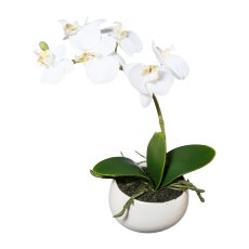 Phalaenopsis In Ceramic Bowl, 23cm, White, Real Touch