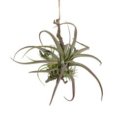 Hanging branch with Tillandsia