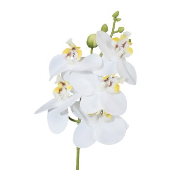 Mini-Phalaenopsis, 27 cm,