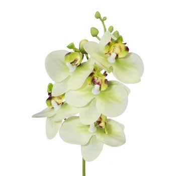 Mini-Phalaenopsis, 27cm, green, Real Touch