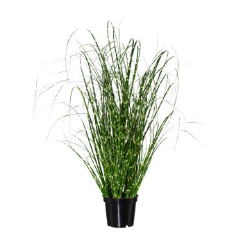 Miscanthus Zebrinus, 52cm