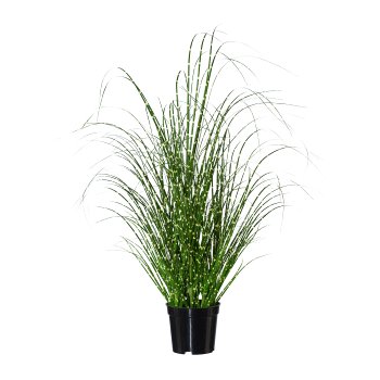 Miscanthus Zebrinus, 58cm