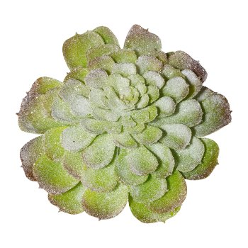 Succulent Iced, 14 cm, Frost