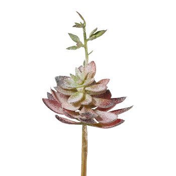 Succulent Iced, 22 cm, Frost