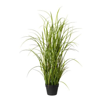 Meadow grass in pot, 120cm