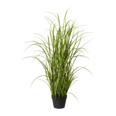 Meadow Grass In Pot, 120 cm