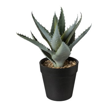 Aloe in pot, 20cm