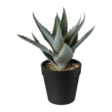 Aloe im Topf, 20 cm