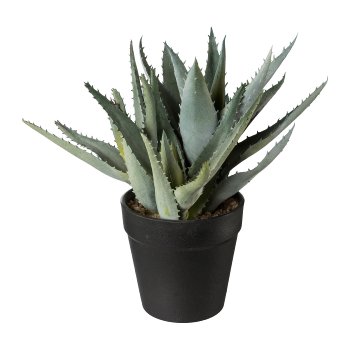 Aloe im Topf, 23cm